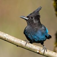 Steller's Jay perched on a branch, it's head turned to the side showing the crest of feathers on its head