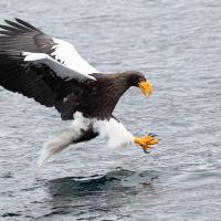 Steller's Sea Eagle poised in flight above water, about to catch prey