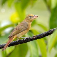 A Summer Tanager with a wasp in its beak, and perched on a branch amidst green leaves