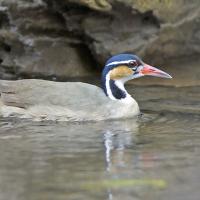 A Sungrebe swimming.