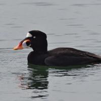 A male Surf Scoter floating on water, facing viewer's left