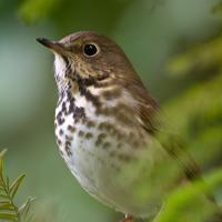 Swainson's Thrush