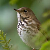 Swainson's Thrush