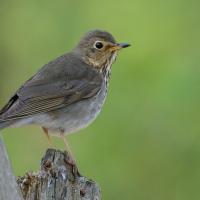 Swainson's Thrush