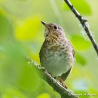 Swain's Thrush