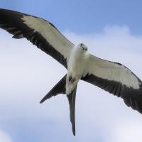 Swallow-tailed Kite in flight seen from underneath, wings outstretched against a partly cloudy sky