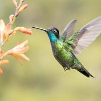 Iridescent green Talamanca Hummingbird hovering, poised to sip nectar from flowers.