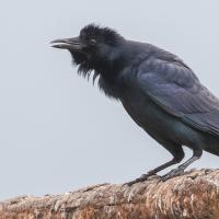 Tamaulipas Crow