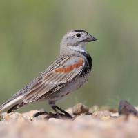 Thick-billed Longspur