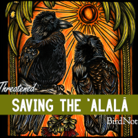 The Threatened episode artwork for "Saving the ʻAlalā"