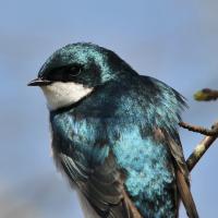 Tree Swallow