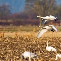 Trumpeter swans landing in a field of harvested crops stubble in Skagit Valley, WA