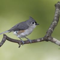 A Tufted Titmouse looks to its left, showing soft gray feathers and white throat and belly, while standing on a slender branch.