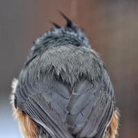 A small gray bird with its back to the viewer. A tuft of feathers can be seen on its head.