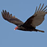 Turkey Vulture in flight