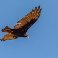 Turkey Vulture in flight