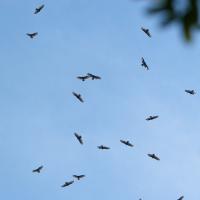 Dozens of Turkey Vultures soaring together in a blue sky