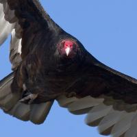 Turkey Vulture in flight