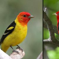 A Western Tanager with bright yellow plumage and red head on the left, a Scarlet Tanager with red body and black wings on the right.