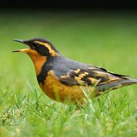 Varied Thrush