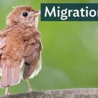 Light brownish-red bird with its back to viewer, looking to its right