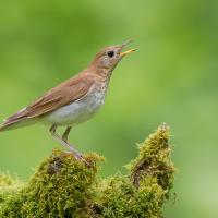 A slim brown and white bird on a mossy log stands in profile to the viewer while singing.