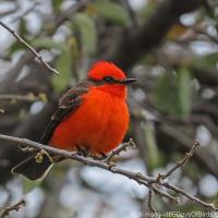 Vermilion Flycatcher