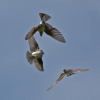 Violet-green Swallows