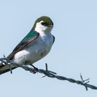 Violet-green Swallow perched on a wire