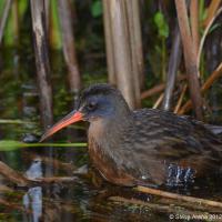 Virginia Rail