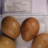 Display at the Western Foundation of Vertebrate Zoology, of peregrine falcon eggs collected in 1950 