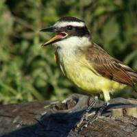 Great Kiskadee calling a wake-up