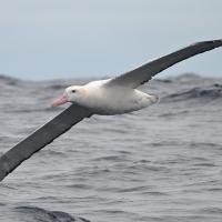 Wandering Albatross flying low over the water, it's long gray wings stretched out, white body held horizontal, pink beak