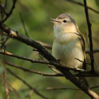 Warbling Vireo