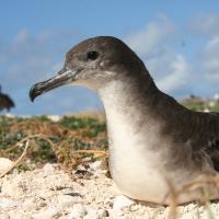 Wedge-tailed Shearwater