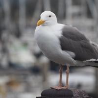 Western Gull