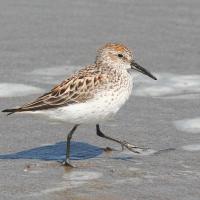 Western Sandpiper