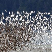 Thousands of Western Sandpipers taking flight