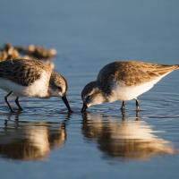 Western Sandpipers