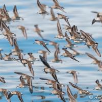 Flock of Western Sandpipers