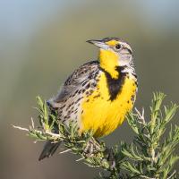 Western Meadowlark