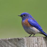 Western Bluebird