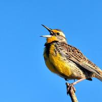 Western Meadowlark