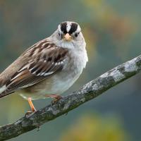 White-crowned Sparrow looking at the viewer