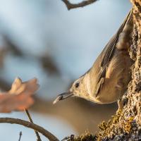 A bird clings to the bark of a tree while holding an insect in its beak.