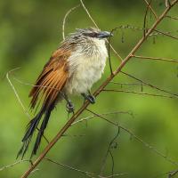 White-browed Coucal