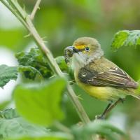 A White-eyed Vireo with a caterpillar in its beak, perched in blackberry branches and leaves