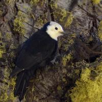 White-headed woodpecker