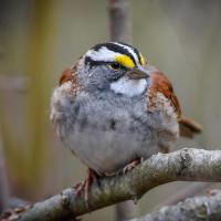 White-throated Sparrow