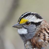 White-throated Sparrow